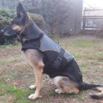 German Shepherd Dog Coat for Warming & Rehabilitation