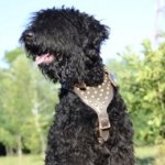 Black Russian Terrier Harness of Luxury Design and Top Quality