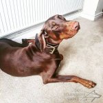 Leather Dog Collar for Agitation, Two-Ply, Wide and Extra Strong_1
