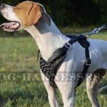 Pointer Dog Harness with Spiked Chest Plate, Genuine Leather