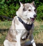 Leather Dog Harness for West Siberian Laika, Protection & Safety