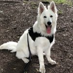 Dog Harness Sport and Training Made of Nylon, Bestseller in UK!_1