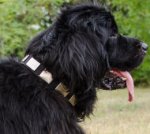 Nylon Dog Collar with Nickel Plates for Newfoundland Walking