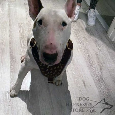 Soft Leather Dog Harness with Studded Chest for Bull Terrier