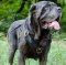 Padded Leather Dog Harness for Large and Powerful Neo Mastiff