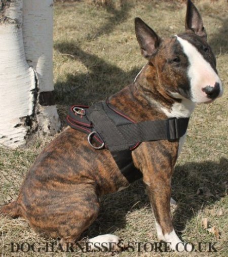 Bull Terrier Harness for Tracking and Pulling of Strong Nylon