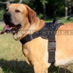 Dog Training Harness Nylon for Golden Retriever, Extra Strong