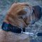 Shar-Pei Collar Nylon with Quick-Release Buckle, Adjustable Size