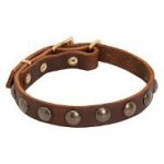 Small Dog Collar with Brass Studs for Little Breeds and Puppies