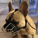 French Bulldog Basket Muzzle of Wire for Every Day