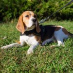 Multifunctional Beagle Harness of Durable Nylon with Handle