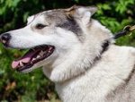 Leather Choke Collar for West Siberian Laika Obedience Training