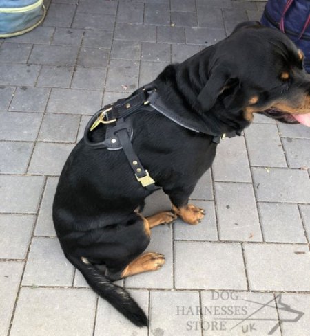 Rottweiler Harness of Leather for Attack and Protection Training