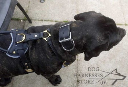 Cane Corso Harness of Leather, Extra Strong and Luxury Looking