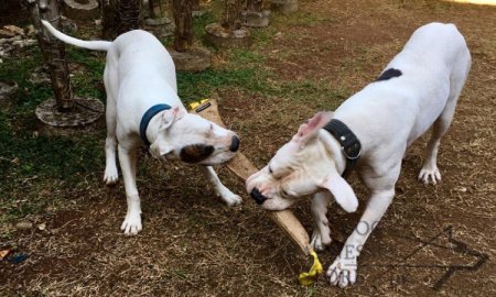 Huge Jute Bite Tug for American Bulldog UK