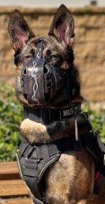 Dog Harness Sport and Training Made of Nylon, Bestseller in UK!_3