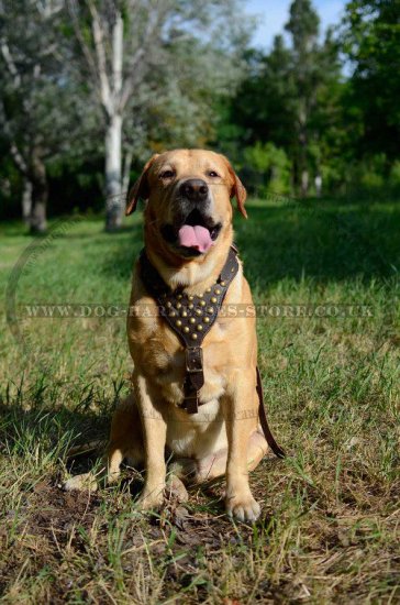 Studded Dog Harness of Genuine Leather for Golden Retriever