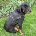 Bestseller! Rottweiler Harness of Nylon with Padded Chest Plate