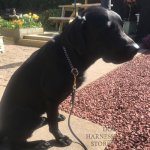 Bestseller! Long Leather Lead, Hands-Free Dog Leash_1