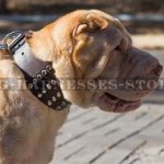 Shar-Pei Dog Collar Extra Wide Leather with 5 Rows of Pyramids