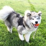 Nylon Dog Harness Multipurpose for Pulling, Tracking, Bestseller_3