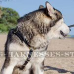 Handmade Dog Harness for Alaskan Malamute Tracking
