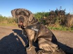 Dog Harness Moisture-Resistant, Lightweight K9 of Strong Nylon_3