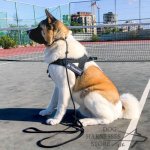 Dog Harness Moisture-Resistant, Lightweight K9 of Strong Nylon_7