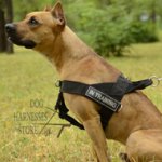 Pitbull Harness UK of Nylon for Easy Training and Walking