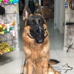 German Shepherd Muzzle Leather Super Ventilated for Daily Use_7