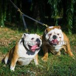 Solid Leather Coupler Leash for Two Bulldogs Easy Walking