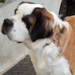 Saint Bernard Collar for Behavior Correction Training of Curogan