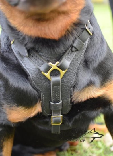 Bestseller! Rottweiler Harness of Leather with Large Chest Plate