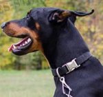Adjustable Dog Collar with Quick-Release Buckle for Doberman