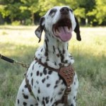 Small Dalmatian Harness Adorned with Half-round Studs ⚫