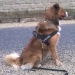 Dog Harness of Super Strong Nylon for Easy Walking and Training_4
