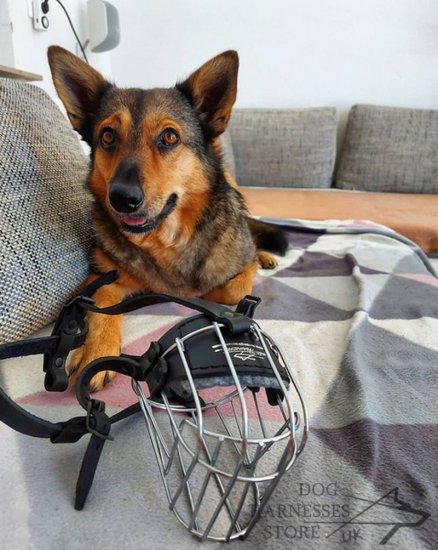 Wire Basket Dog Muzzle For Small Breeds