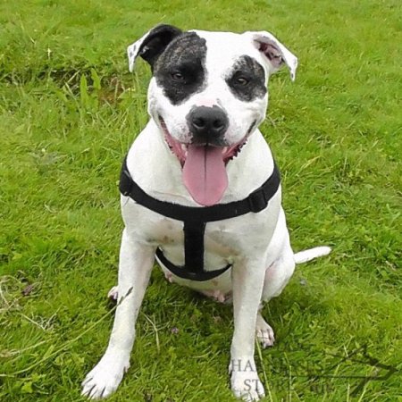 Dog Control Harness for Staffy Training, Nylon with Patches