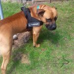 Mastiff Dog Harness of Nylon for All-Weather Multifunctional Use_4