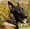 Royal Dog Collar Nappa Padded Leather for Belgian Shepherd