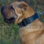 Shar-Pei Dog Collar Leather Wide with Spikes and Pyramids