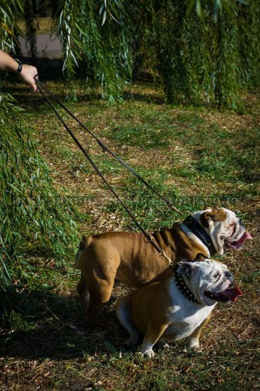 Multifunctional Leather Dog Leash 7 Modes for English Bulldog - Click Image to Close