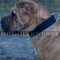 Shar-Pei Collar of Classic Style for Everyday Use, Two-Ply Nylon