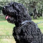 Black Russian Terrier Felt Padded and Spiked Leather Dog Harness