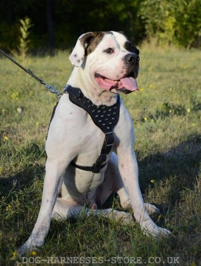 American Bulldog Leather Harness with Spiked Padded Chest Plate