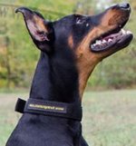 Nylon Dog Collar for Doberman, Strong, Double-Ply, Waterproof