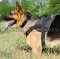 Dog Sport Harness for German Shepherd, Nylon UK