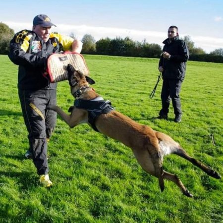 Secure Dog Training Protective Suit from Dirt and Scratches