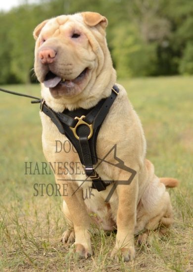 Bestseller! Shar Pei Walking Leather Dog Harness UK - Click Image to Close