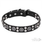 Dog Walking Collar of Leather with Silver-Like Studs and Plates
